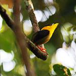 Golden-crowned Manakin / Lepidothrix vilasboasi