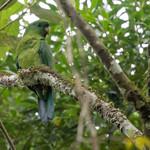 Blue-bellied Parrot / Triclaria malachitacea