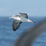 Пестролицый буревестник / Calonectris leucomelas