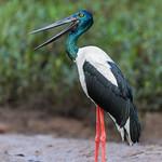 Black-necked Stork / Ephippiorhynchus asiaticus