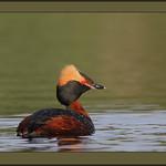 Красношейная поганка / Podiceps auritus