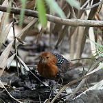 White-spotted Flufftail / Sarothrura pulchra