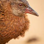 Уэка / Gallirallus australis