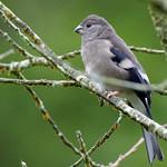 Brown Bullfinch / Pyrrhula nipalensis