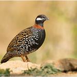 Black Francolin / Francolinus francolinus