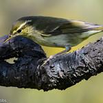 Камчатская таловка / Phylloscopus examinandus