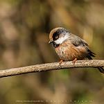 Белощёкий ополовник / Aegithalos leucogenys