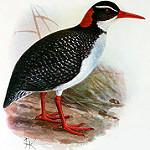 Таитянский трескун / Hypotaenidia pacifica