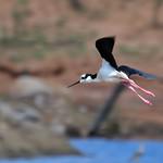 White-backed Stilt / Himantopus melanurus