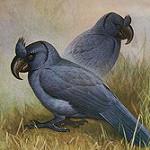 Ширококлювый попугай / Lophopsittacus mauritianus
