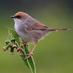 Каштановошапочная цистикола / Cisticola chubbi