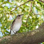 Кремовобрюхий дрозд / Turdus amaurochalinus