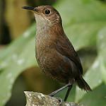 Nava's Wren / Hylorchilus navai