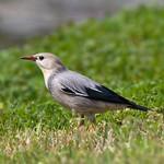 Red-billed Starling / Spodiopsar sericeus