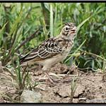 Botha's Lark / Spizocorys fringillaris