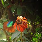 Black-hooded Sunbeam / Aglaeactis pamela