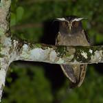 Рогатая неясыть / Lophostrix cristata