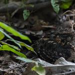 Четырёхкрылый козодой / Caprimulgus longipennis