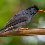Square-tailed Bulbul / Hypsipetes ganeesa