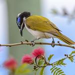 Kimberley Honeyeater / Territornis fordiana