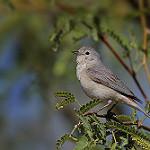 Краснопоясничная древесница / Leiothlypis luciae