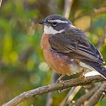 Bolivian Warbling Finch / Poospiza boliviana