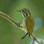 Speckled Piculet / Picumnus innominatus