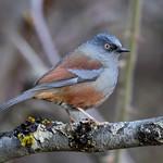 Maroon-backed Accentor / Prunella immaculata