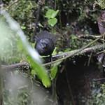 Рыжебрюхий тапакуло / Scytalopus femoralis