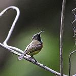 Humblot's Sunbird / Cinnyris humbloti