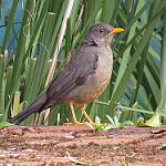 Каруйский дрозд / Turdus smithi