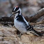 Волосатый дятел / Leuconotopicus villosus