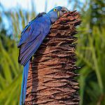 Гиацинтовый ара / Anodorhynchus hyacinthinus