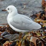 Hartlaub's Gull / Chroicocephalus hartlaubii