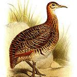 Huayco Tinamou / Rhynchotus maculicollis