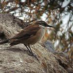 White-winged Cinclodes / Cinclodes atacamensis