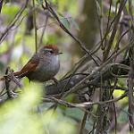 Line-cheeked Spinetail / Cranioleuca antisiensis