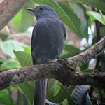 Dusky Piha / Lipaugus fuscocinereus