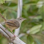 Annam Prinia / Prinia rocki