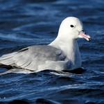 Southern Fulmar / Fulmarus glacialoides