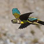 Burrowing Parrot / Cyanoliseus patagonus