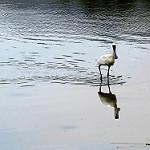 Black-faced Spoonbill / Platalea minor