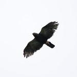 Белопоясничный канюк / Parabuteo leucorrhous