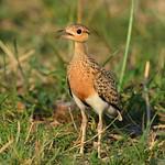 Temminck's Courser / Cursorius temminckii