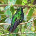 Black-breasted Puffleg / Eriocnemis nigrivestis