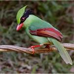 Indochinese Green Magpie / Cissa hypoleuca