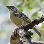 Овсянковый коробиндо / Plocepasser rufoscapulatus