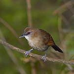 Белоплечая огнеглазка / Pyriglena leucoptera