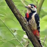Crimson-naped Woodpecker / Dryobates cathpharius