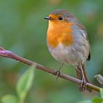 Зарянка / Erithacus rubecula